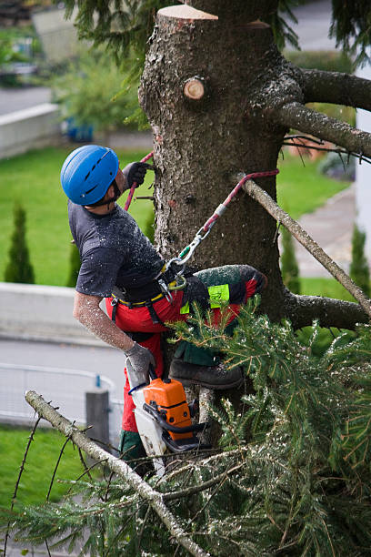 Best Palm Tree Trimming  in Nevada, IA